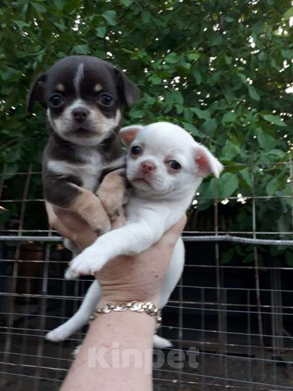 Собаки в Краснодаре: Щенки чихуахуа Девочка, Бесплатно - фото 6