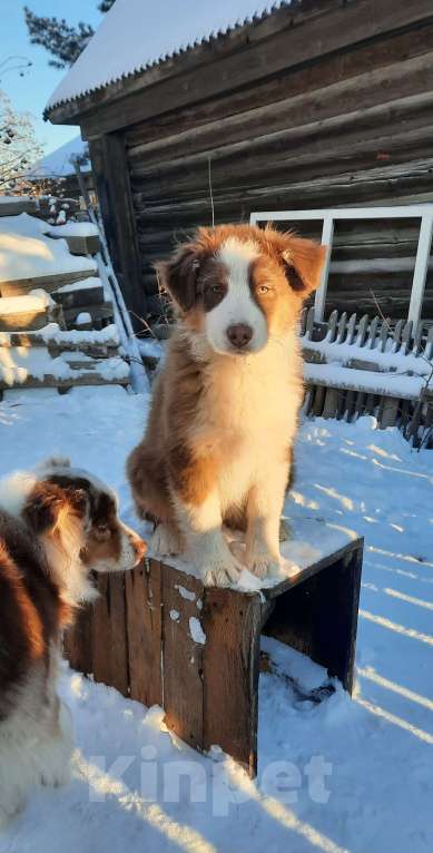 Собаки в Краснотурьинске: Девочка австралийской овчарки окраса красный триколор, др 29.08.25. Девочка, 60 000 руб. - фото 6