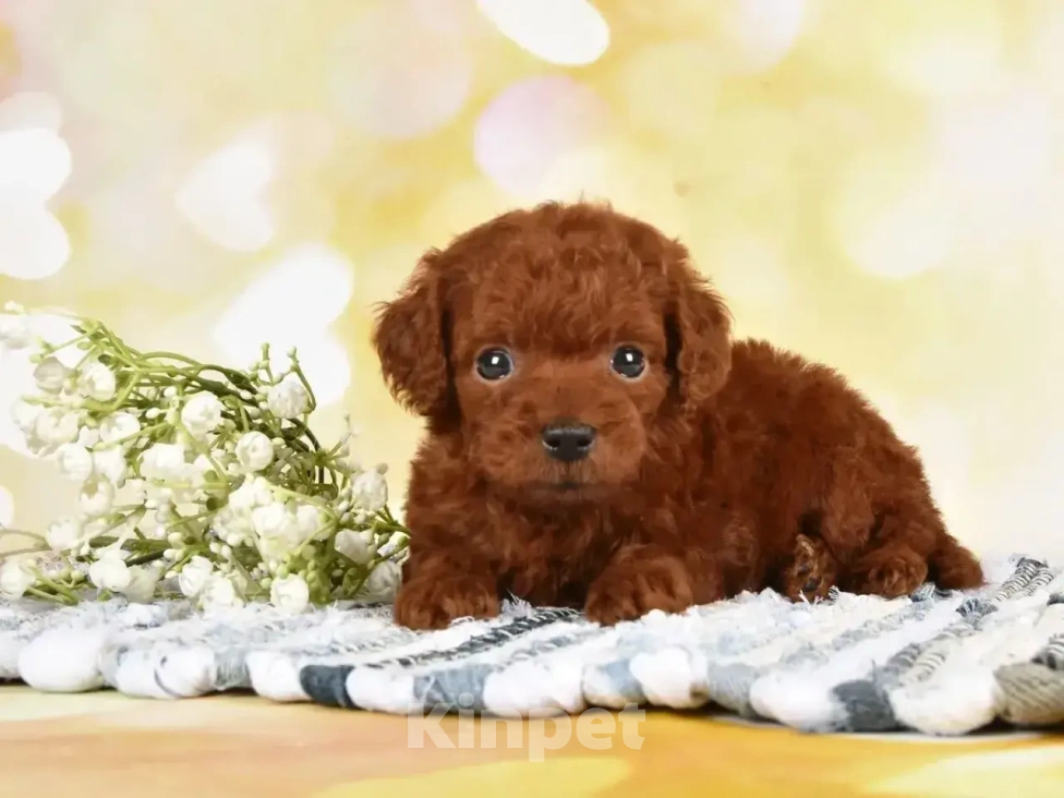 Собаки в Москве: Продаются щенки Тедди Пуделя Мальчик, 170 000 руб. - фото 6