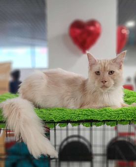 Мейн-кун мальчик