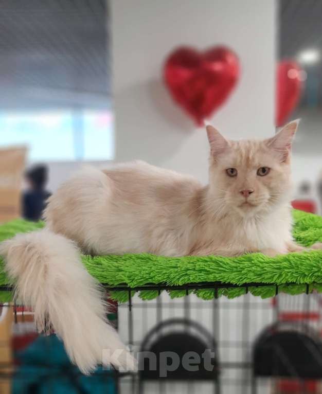 Кошки в Москве: Мейн-кун мальчик Мальчик, 90 000 руб. - фото 1