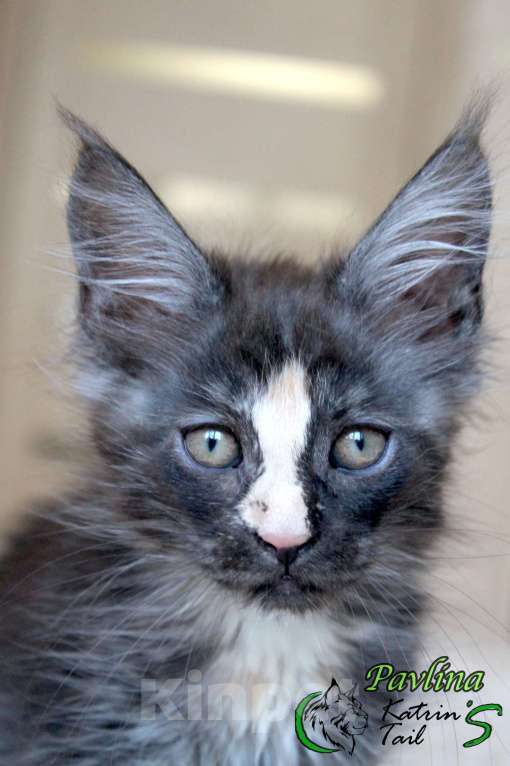 Кошки в Санкт-Петербурге: Девочка Мейн-кун готова к переезду Девочка, 35 000 руб. - фото 3