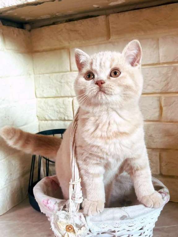 Кошки в Москве: Британский кремовый котенок Мальчик, 50 000 руб. - фото 4