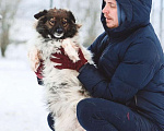 Собаки в Санкт-Петербурге: Изумительной красоты небольшая собачка Девочка, Бесплатно - фото 4