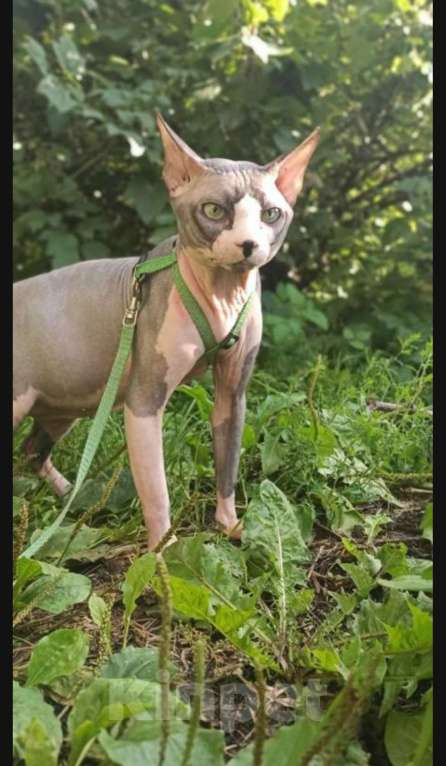 Кошки в Твери: Канадский сфинкс девочка Девочка, 13 000 руб. - фото 5