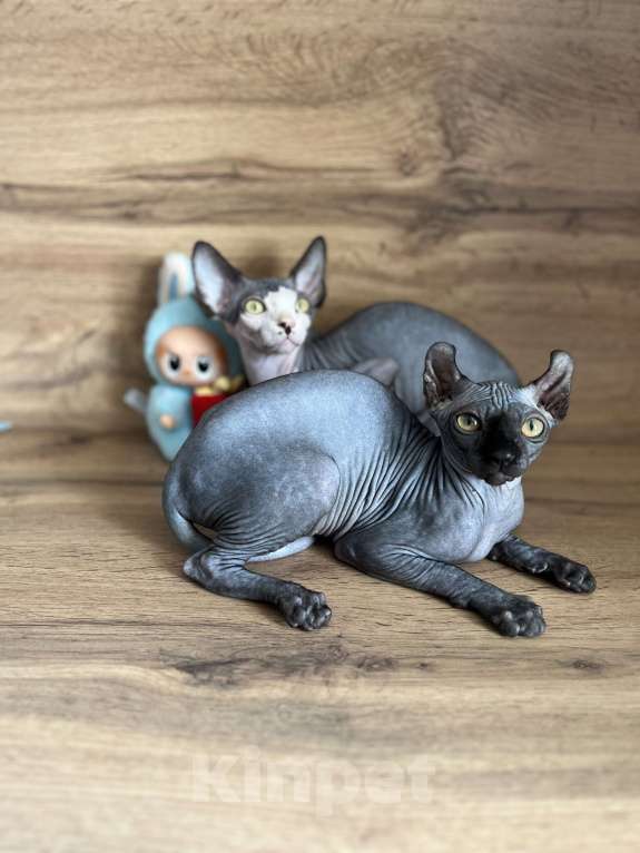 Кошки в Москве: Канадский сфинкс  Мальчик, 20 000 руб. - фото 4