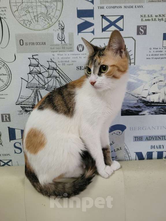 Кошки в Москве: Котенок в добрые руки Девочка, Бесплатно - фото 7