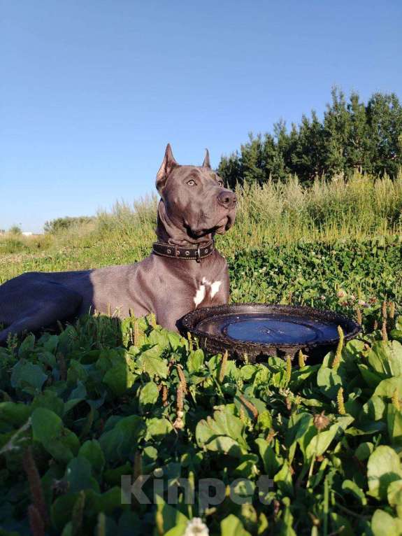 Собаки в Санкт-Петербурге: В добрые руки чудесного мальчика Мальчик, Бесплатно - фото 2