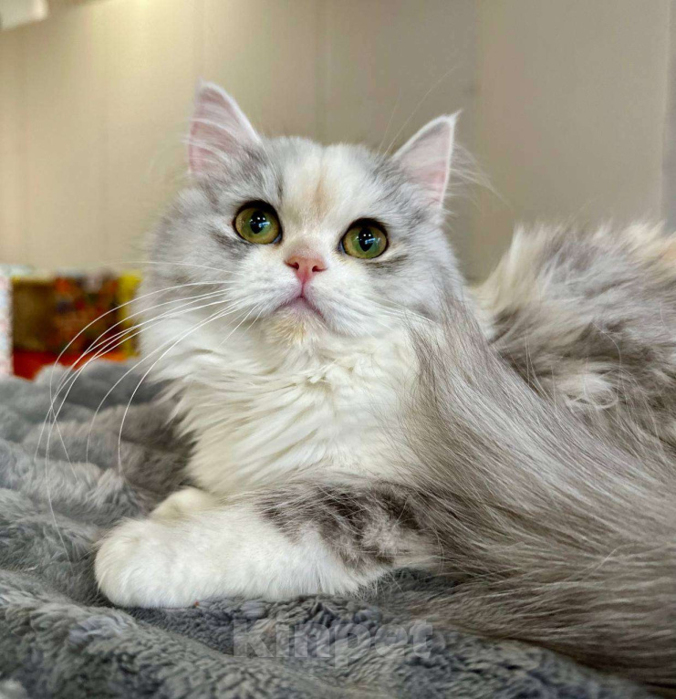 Кошки в Новосибирске: Шотландская прелесть  Девочка, 40 000 руб. - фото 7
