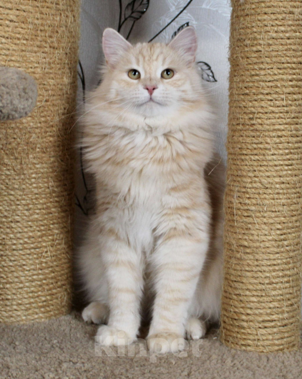 Кошки в Тюмени: Сибирский котёнок Мальчик, 35 000 руб. - фото 3