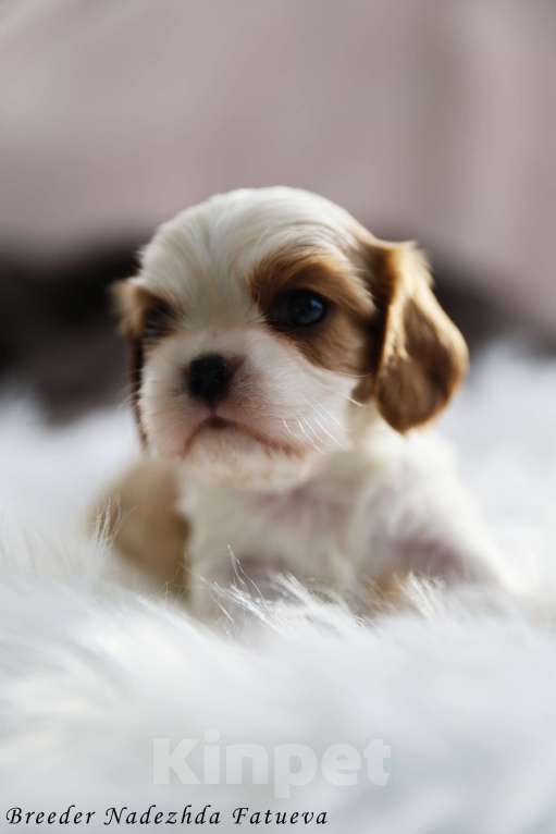 Собаки в Рязани: Щенок Кавалер кинг чарльз спаниель Мальчик, Бесплатно - фото 4