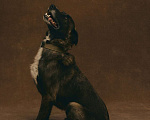 Собаки в Москве: Марли 5 лет, пес с золотым характером ищет дом Мальчик, Бесплатно - фото 3