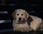 Собаки в Москве: Золотистый ретривер  Девочка, 90 000 руб. - фото 2