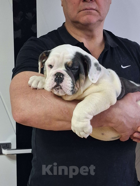 Собаки в Москве: Английский бульдог Девочка, Бесплатно - фото 1