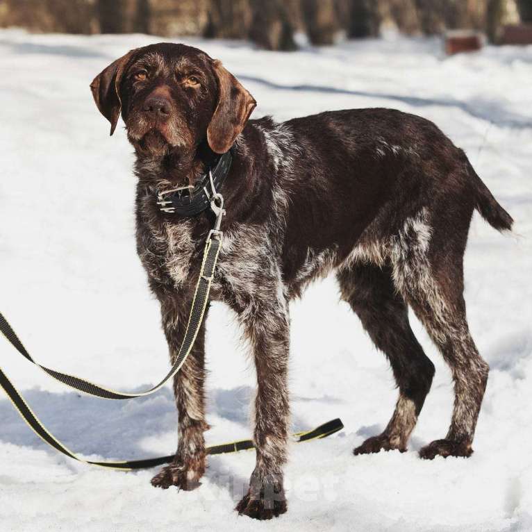 Собаки в Москве: Немецкий дратхаар Линда в добрые руки Девочка, Бесплатно - фото 4