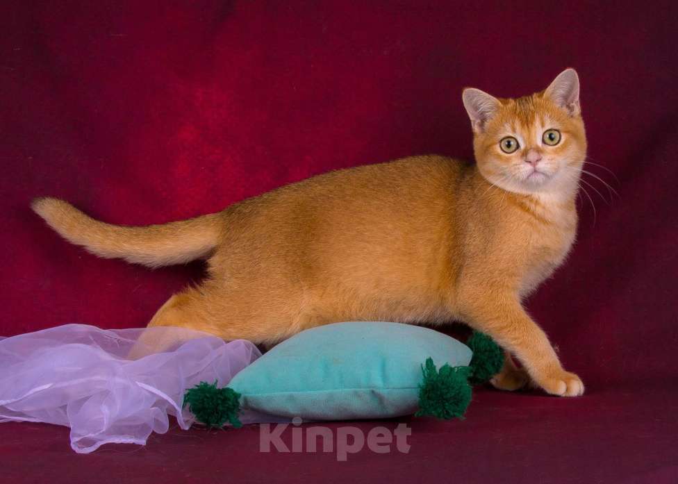 Кошки в Санкт-Петербурге: Золотой котик Скоттиш страйт Мальчик, Бесплатно - фото 4