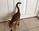 Кошки в Верее: Абиссинский кот. Вязка., 3 000 руб. - фото 5