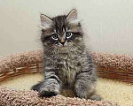 Кошки в Ливны: Сибирские котята девочки Девочка, 7 000 руб. - фото 2