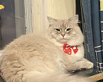 Кошки в Москве: Невский маскарадный кот ищет подружку Мальчик, 1 руб. - фото 1