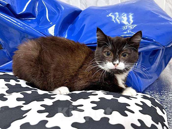 Кошки в Санкт-Петербурге: Ласковый котёнок Муся ищет дом Девочка, 10 руб. - фото 4