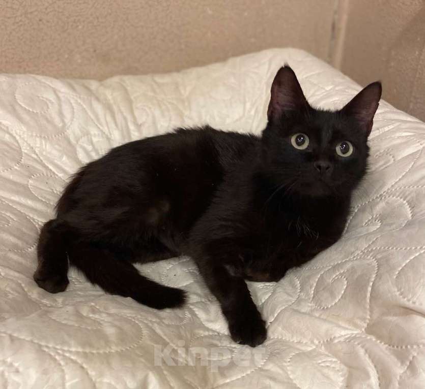 Кошки в Москве: Черная молодая кошка Ночка в добрые руки Девочка, 10 руб. - фото 4