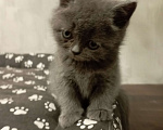 Кошки в Москве: Продаю котят Мальчик, 8 000 руб. - фото 1