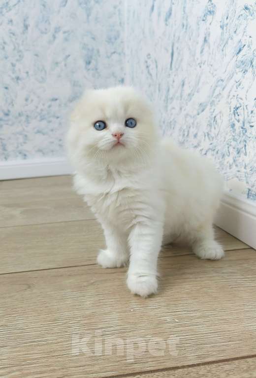 Кошки в Кисловодске: Zephyr Мальчик, 60 000 руб. - фото 2