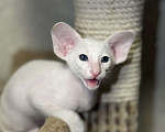 Кошки в Краснодаре: Ориентальные котята ! Девочка, Бесплатно - фото 1