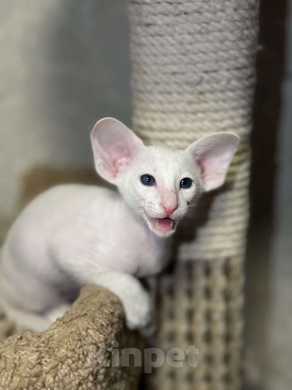 Кошки в Краснодаре: Ориентальные котята ! Девочка, Бесплатно - фото 1