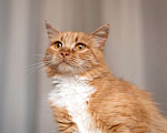Кошки в Москве: Рыжая ласковая кошка Лисена в добрые руки Девочка, 1 руб. - фото 4