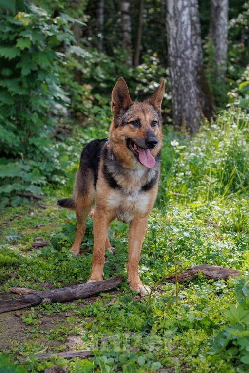 Собаки в других городах Московской области: Астра Девочка, Бесплатно - фото 3