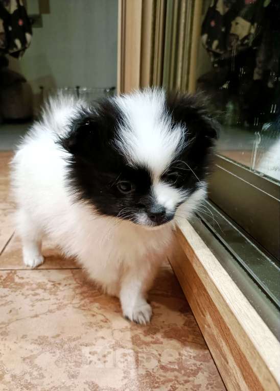 Собаки в Санкт-Петербурге: Шпиц  Мальчик, Бесплатно - фото 4