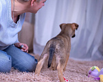 Собаки в Ногинске: Триша - щенок в добрые руки Девочка, Бесплатно - фото 8