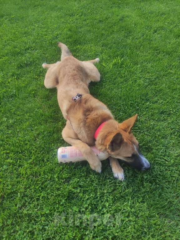 Собаки в Москве: Анфиса в дрбрые руки Девочка, Бесплатно - фото 4