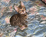 Кошки в Москве: Яркие бенгальчики,в тч носители угля разного пола Девочка, 15 000 руб. - фото 5