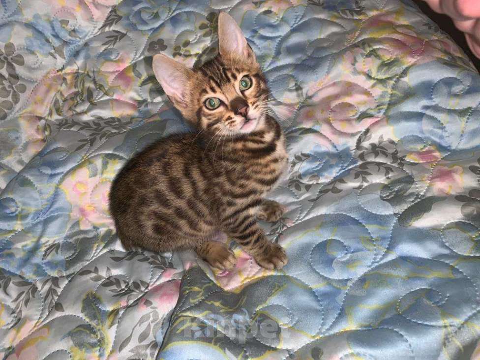 Кошки в Москве: Яркие бенгальчики,в тч носители угля разного пола Девочка, 15 000 руб. - фото 5