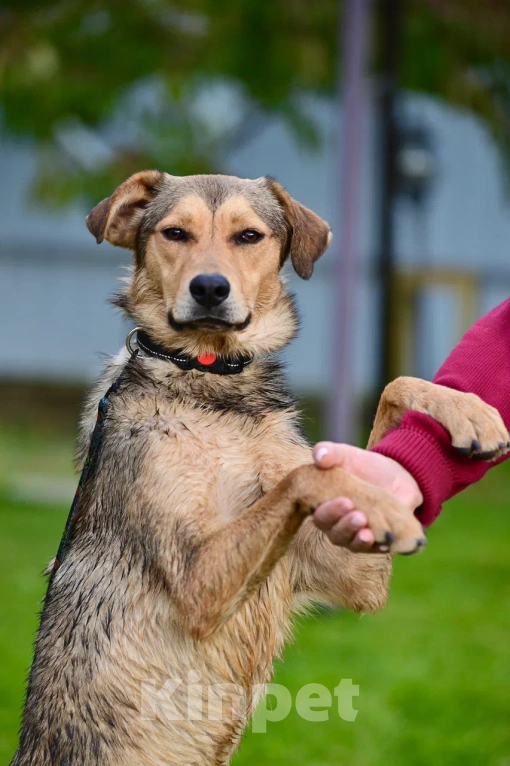 Собаки в Красногорске: Очаровательный щенок Тимьян 1 очень нуждается в семье и родителях Мальчик, Бесплатно - фото 2