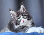 Кошки в Москве: Котёнок мейн-кун Veyron Velvet Fang — ручной красавец с кисточками Мальчик, 80 000 руб. - фото 7