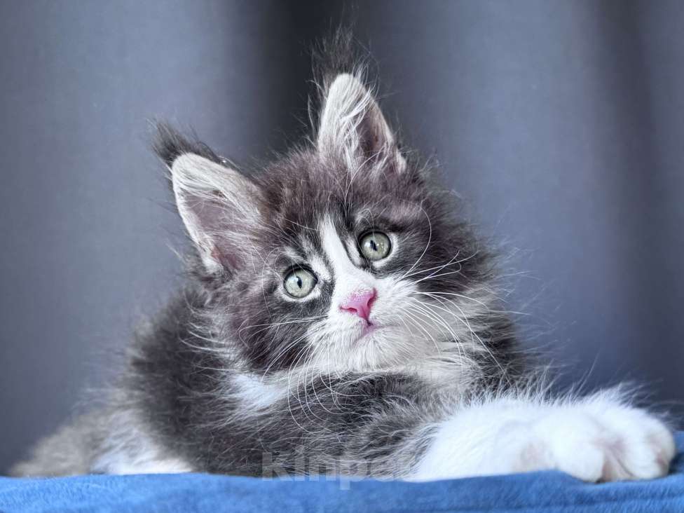 Кошки в Москве: Котёнок мейн-кун Veyron Velvet Fang — ручной красавец с кисточками Мальчик, 80 000 руб. - фото 7
