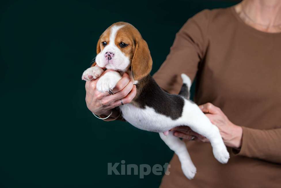Собаки в Москве: Щенок Бигль, питомник РКФ Мальчик, 60 000 руб. - фото 5