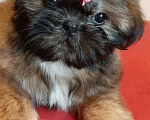 Собаки в Санкт-Петербурге: Девочка ши-тцу золото в черной маске Девочка, 40 000 руб. - фото 6