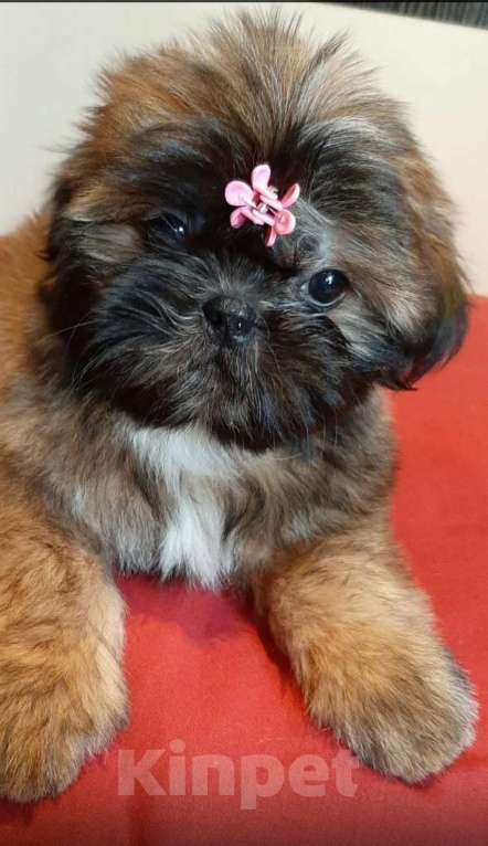 Собаки в Санкт-Петербурге: Девочка ши-тцу золото в черной маске Девочка, 40 000 руб. - фото 6