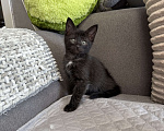 Кошки в Химках: Котенок мальчик 3 месяца Мальчик, Бесплатно - фото 6