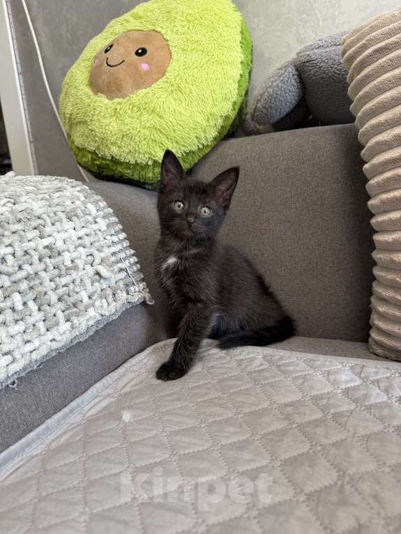 Кошки в Химках: Котенок мальчик 3 месяца Мальчик, Бесплатно - фото 6