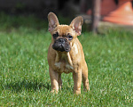 Собаки в Ртищево: Девочка французского бульдога Девочка, 40 000 руб. - фото 1