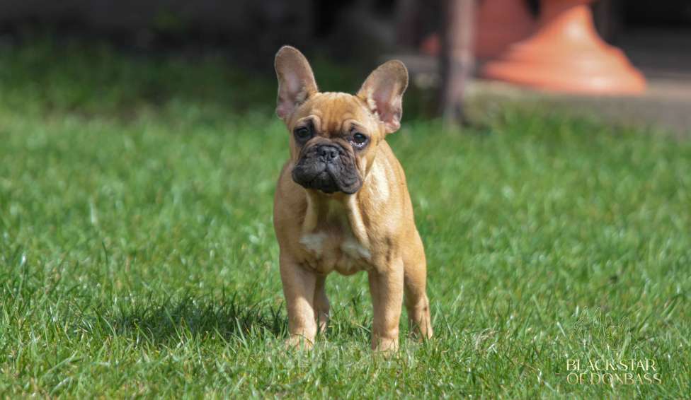 Собаки в Ртищево: Девочка французского бульдога Девочка, 40 000 руб. - фото 1