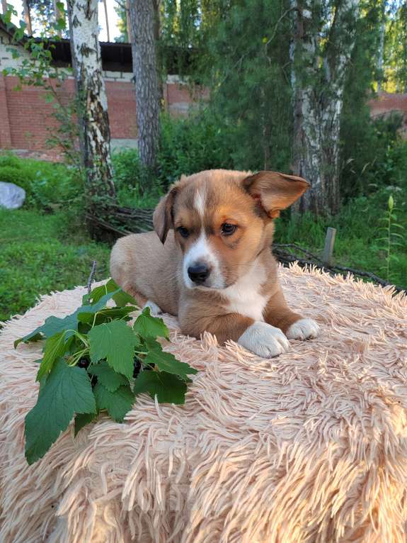 Собаки в Екатеринбурге: Щенки Корги Кардиган  Мальчик, Бесплатно - фото 4