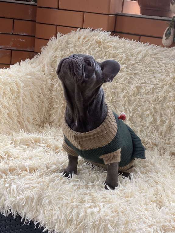 Собаки в Новошахтинске: Щенки французского бульдога Девочка, 80 000 руб. - фото 3