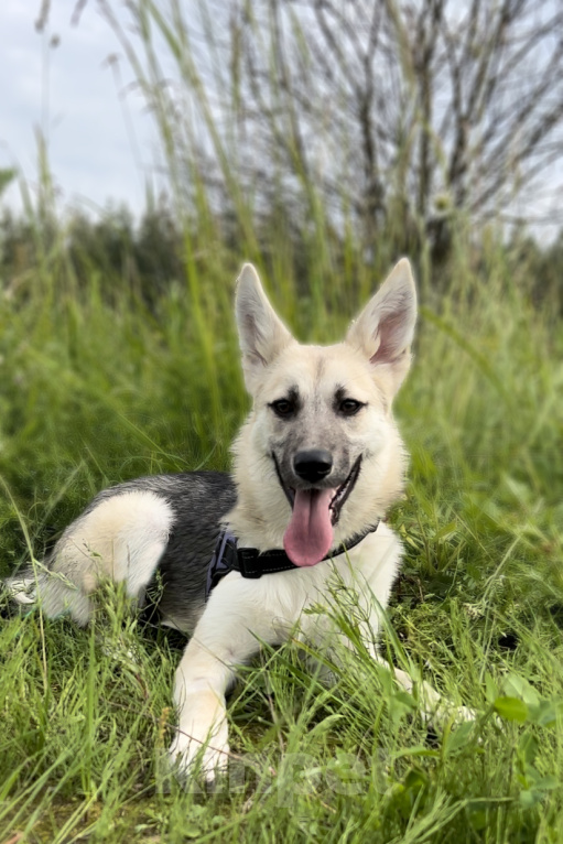 Собаки в Москве: БОНИ. Необыкновенная красотка. (Не овчарка) Девочка, 1 руб. - фото 7