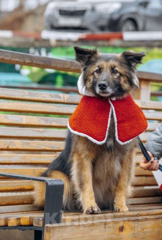 Собаки в других городах Московской области: Обладательница шикарной шубки и не менее шикарного характера в поисках семьи Девочка, Бесплатно - фото 4